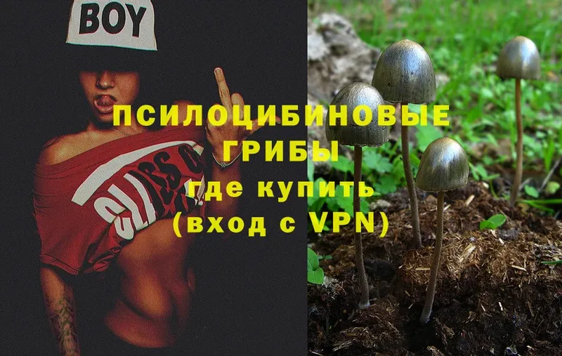 Псилоцибиновые грибы Magic Shrooms  купить закладку  Анадырь 